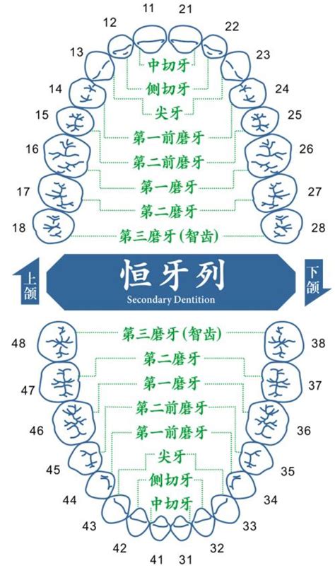 人有多少牙|我们的牙齿多少颗才算是正常的？28颗还是32颗？